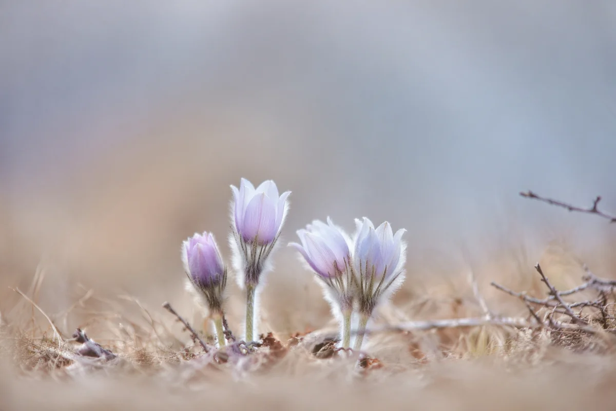 Early Spring Wildflowers with Pastel Copy Space