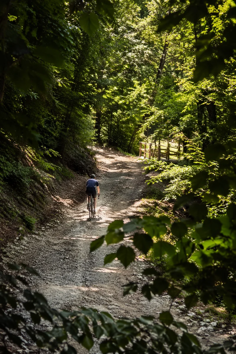 Cyclist Climbing Quiet Mountain Forest Lane