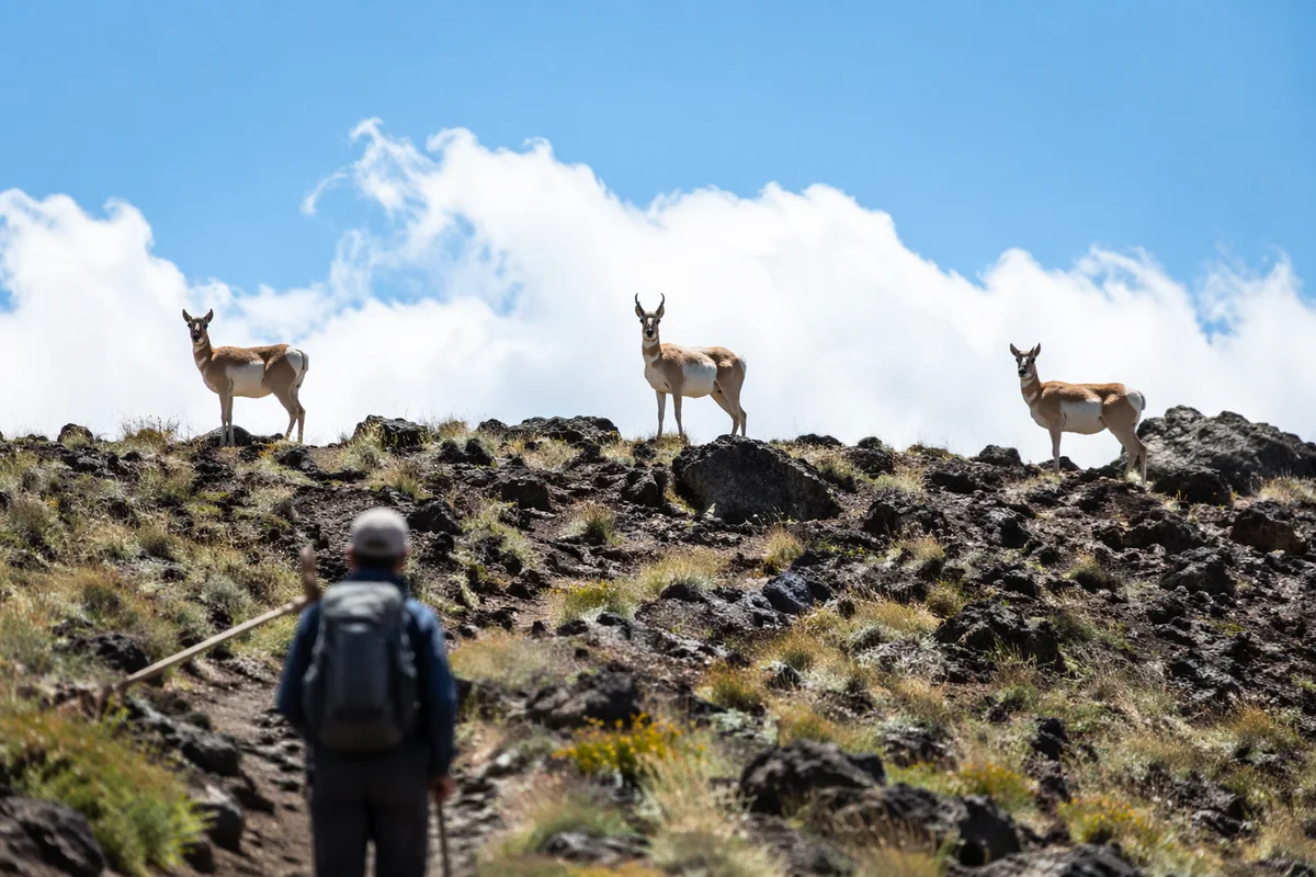 Backpacker Observing Antelope on Mountain Trail