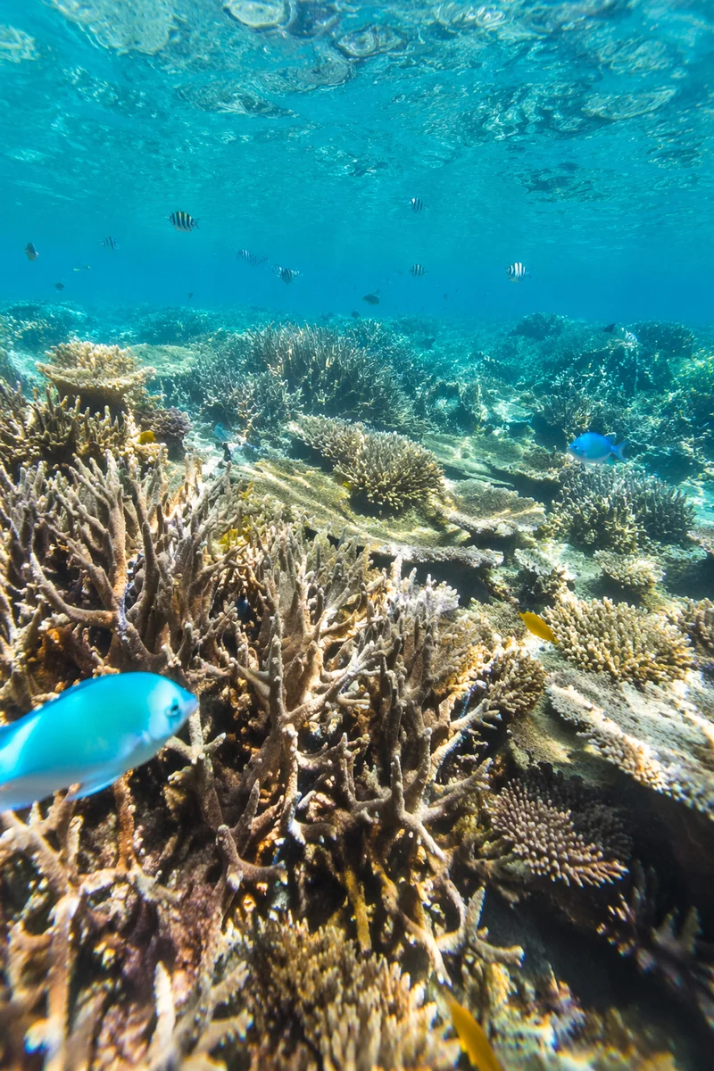 Snorkeling Over Tropical Coral Reef Waters