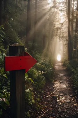 Red Arrow Sign on Misty Woodland Path