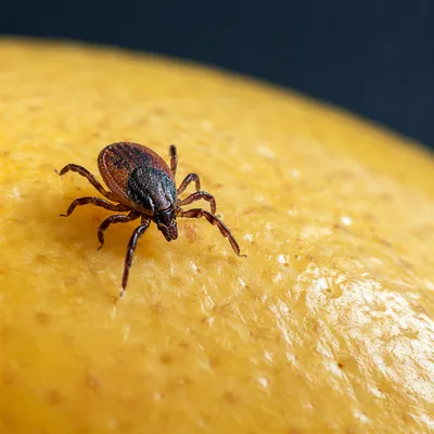 Macro Tick on Golden Fruit Surface
