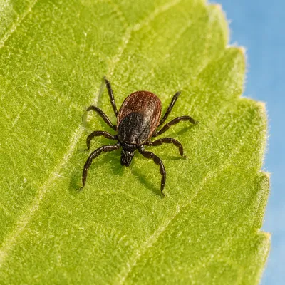 Tiny Tick on Fresh Green Leaf
