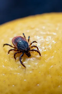 Macro Arachnid Tick on Golden Fruit