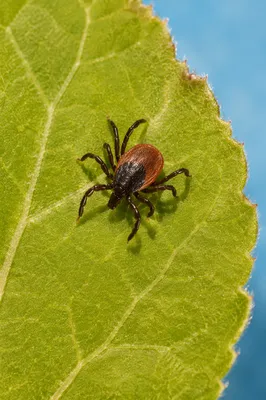 Tiny Tick on Fresh Green Leaf