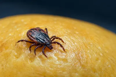 Macro Tick on Golden Fruit Surface