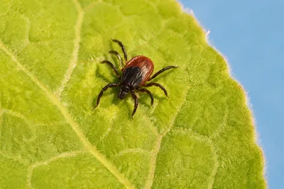 Tiny Tick on Fresh Green Leaf