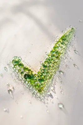 Green Dew Checkmark on White Surface
