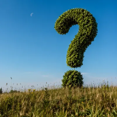 Towering Hedge Question Mark in Meadow