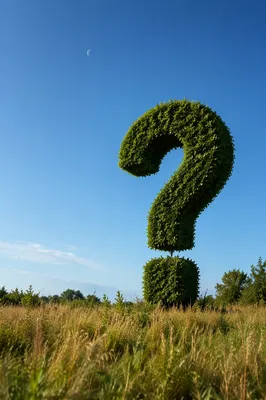 Towering Hedge Question Mark in Meadow