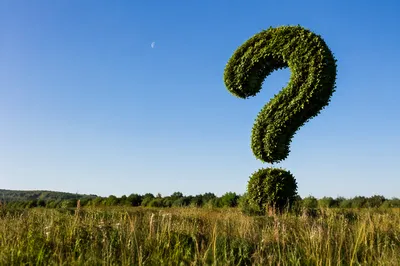 Towering Hedge Question Mark in Meadow