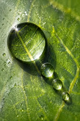 Macro Water Droplets on Glass Leaf