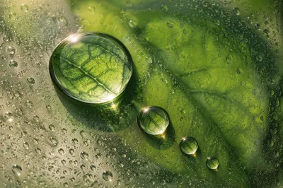 Macro Water Droplets on Glass Leaf