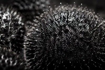 Abstract Black Ferrofluid Magnetic Macro Sculpture