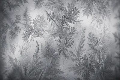 Abstract Frost Patterns on Winter Glass