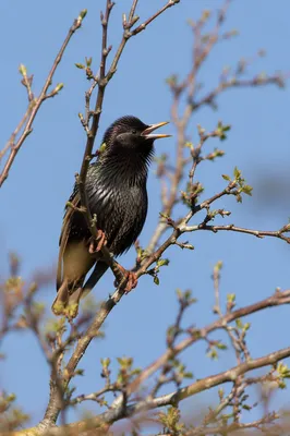 Songbird Singing on Spring Morning Branch
