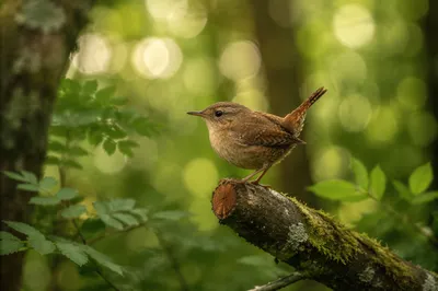 Small Brown Songbird on Mossy Branch
