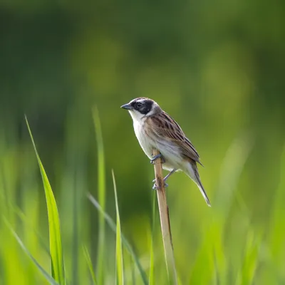 Small Songbird Perched in Wetland Meadow