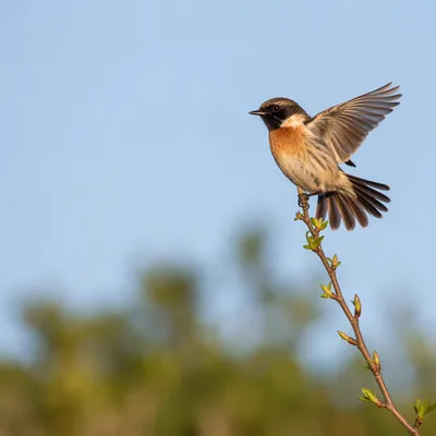 Small Songbird Balancing on Budding Branch