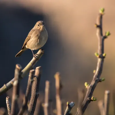 Small Brown Songbird on Spring Branch