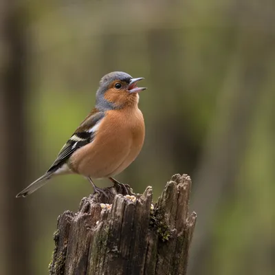 Small Songbird on Weathered Tree Stump