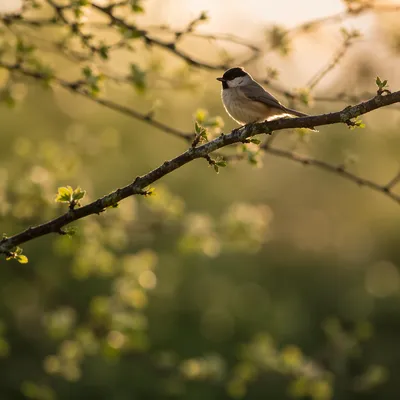 Tiny Songbird on Spring Orchard Branch