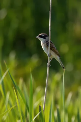 Small Songbird Perched in Wetland Meadow
