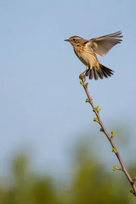 Small Songbird Balancing on Budding Branch
