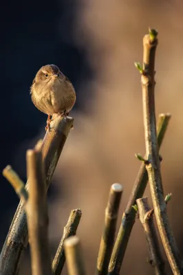 Small Songbird on Spring Garden Branch