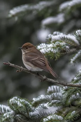 Winter Songbird on Snowy Evergreen Branch
