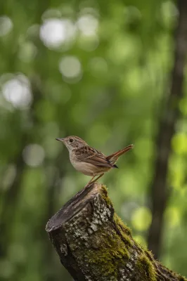 Small Brown Songbird on Mossy Woodland Branch