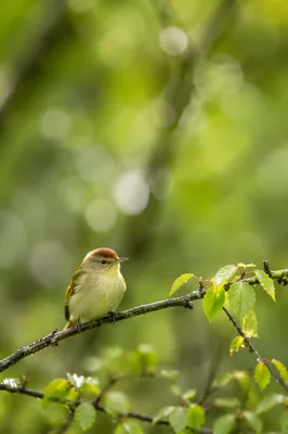 Peaceful Songbird on Mossy Branch
