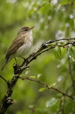 Small Songbird on Mossy Branch