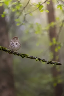 Small Songbird on Mossy Woodland Branch