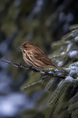 Winter Songbird on Snowy Evergreen Branch