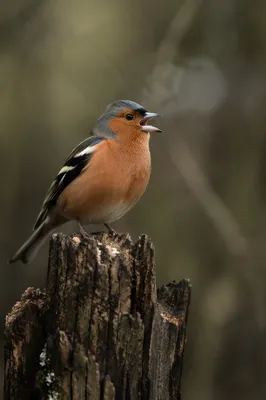 Small Songbird on Weathered Woodland Stump