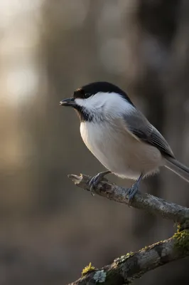 Small Songbird on Branch with Seed