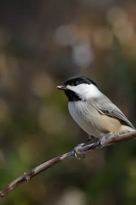 Contemplative Songbird Perched on Woodland Branch