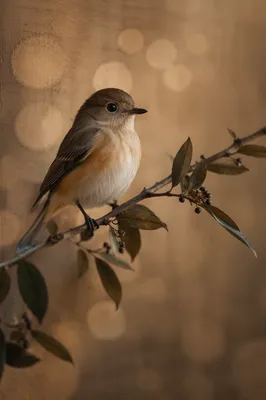 Small Songbird on Leafy Branch