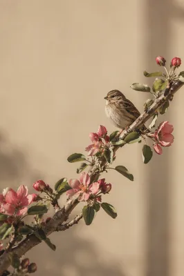 Small Songbird on Dusty Rose Branch