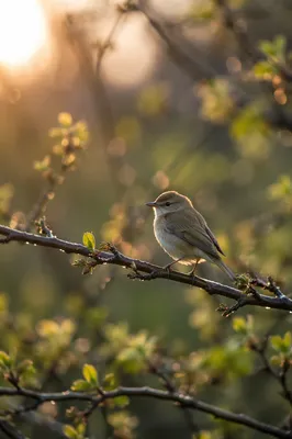 Morning Songbird on Dewy Orchard Branch