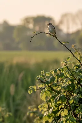 Small Songbird in Golden Morning Light