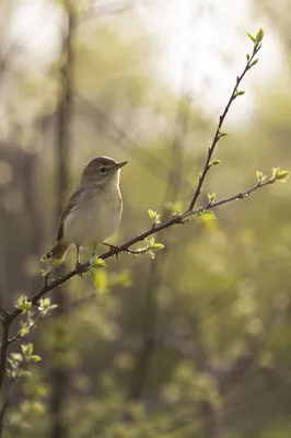 Small Songbird on Spring Budding Branch