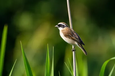 Small Songbird Perched in Wetland Meadow