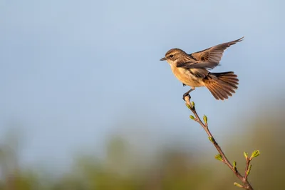 Small Songbird Balancing on Budding Branch