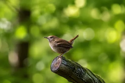 Small Brown Songbird on Mossy Woodland Branch