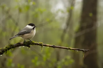 Small Songbird on Mossy Woodland Branch