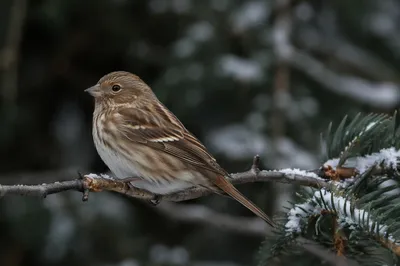 Small Brown Songbird on Snowy Branch
