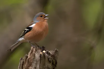 Small Songbird Calling on Weathered Stump