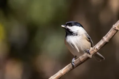 Contemplative Songbird Perched on Woodland Branch